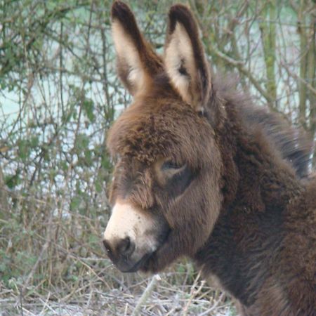 Logis La Ferme Du Vert Wierre-Effroy Εξωτερικό φωτογραφία